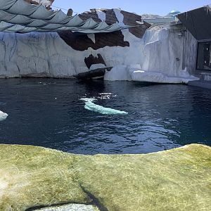 Beluga 10/9/21
