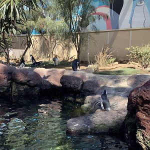 Humboldt Penguins 10/9/21