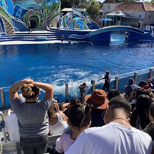Dolphin Show 10/9/21