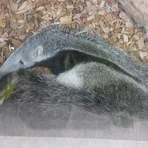 Giant anteater young