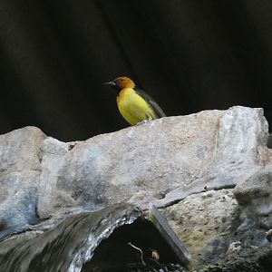 Black-necked weaver
