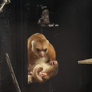 Short-tailed spotted cuscus