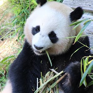Giant panda