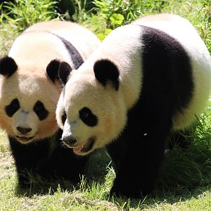 Giant pandas