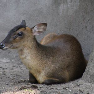 Reeve's muntjac