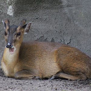 Reeve's muntjac