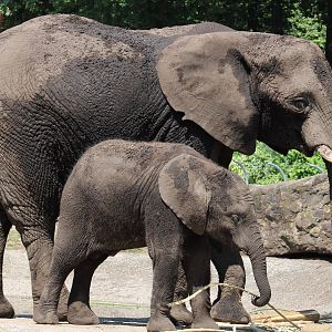 African elephant with calf