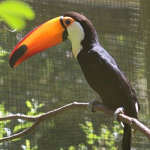 Toco tucan