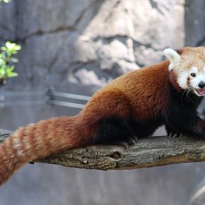 Red panda