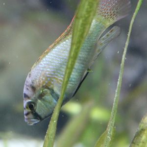 Burton's mouthbrooder - Astatotilapia burtoni