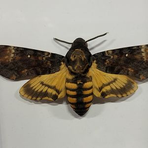 Death's-head hawkmoth