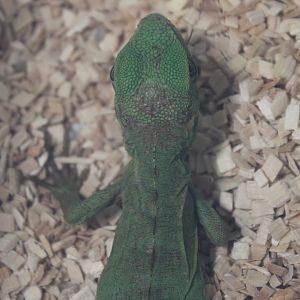 Ctenosaura pectinata