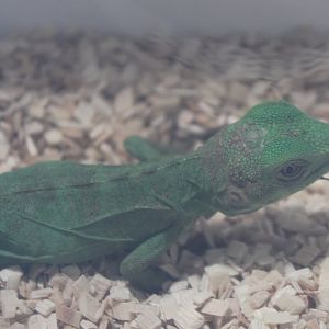 Ctenosaura pectinata