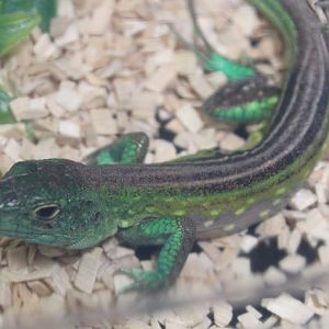 Cnemidophorus lemniscatus