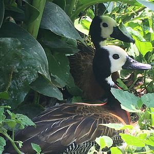 White-Faced Whistling Ducks (Dendrocygna viduata)
