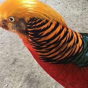 Golden Pheasant (Chrysolophus pictus)