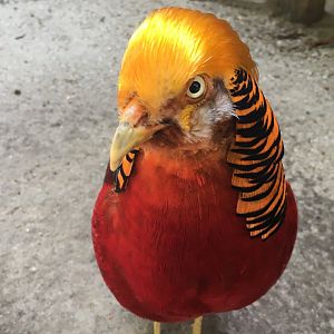 Golden Pheasant (Chrysolophus pictus)