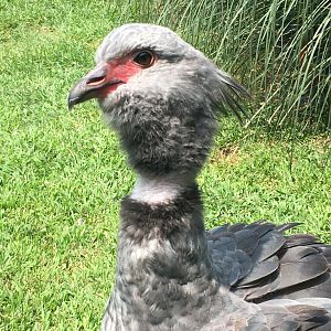 Southern Screamer (Chauna torquata)
