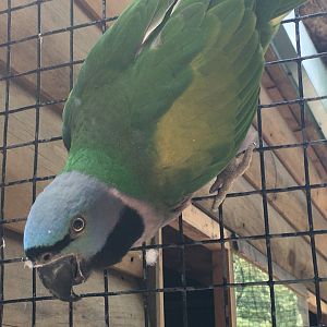 Red-Breasted Parakeet (Psittacula alexandri)