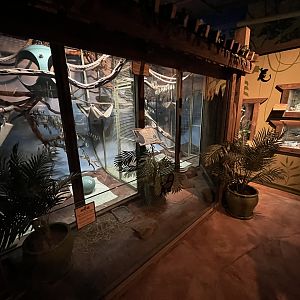 Rainforest Room - New