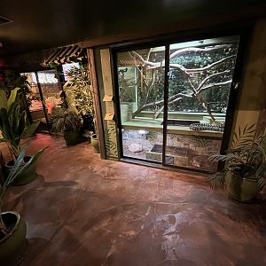 Rainforest Room - New