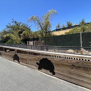 Tortoise Yards - New