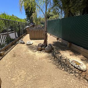 Red-footed Tortoise Exhibit