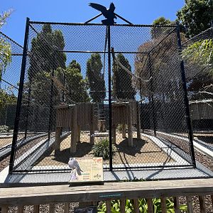 Peregrine Falcon Aviary - New