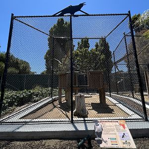 African Pied Crow Aviary - New