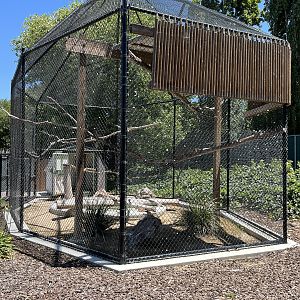 Bald Eagle Aviary - New