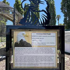 Bald Eagle Sign