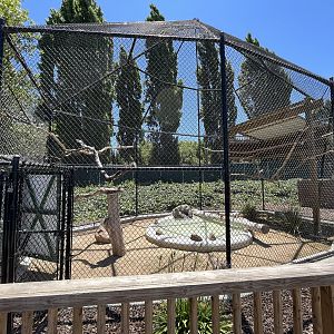 Bald Eagle Aviary - New