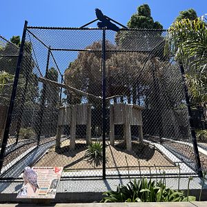 Red-tailed Hawk Aviary - New