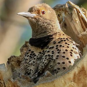Northern flicker female