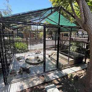 American Badger Exhibit #1