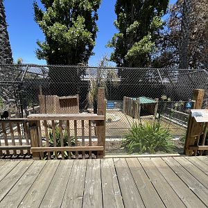 African Crested Porcupine Exhibit