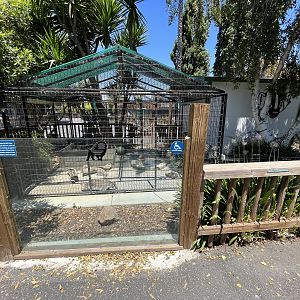 American Badger Exhibit #2