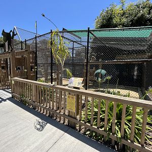 Hamadryas Baboon Exhibit - New