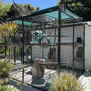 White-faced Capuchin Exhibit