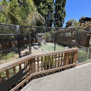 American Alligator Exhibit #1