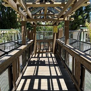 American Alligator - Visitor Bridge