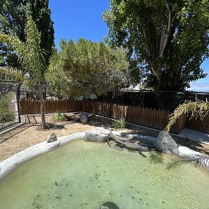 American Alligator Exhibit #1