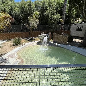 American Alligator Exhibit #2