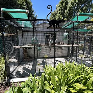 Squirrel Monkey Exhibit