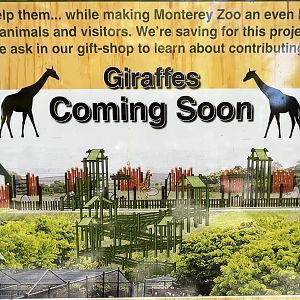 Future Giraffe Exhibit?