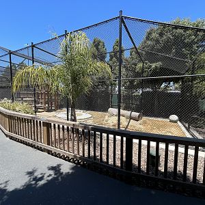 Cougar Exhibit - New