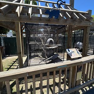 Striped Skunk Exhibit