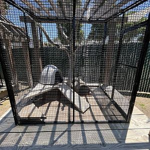 Virginia Opossum Exhibit