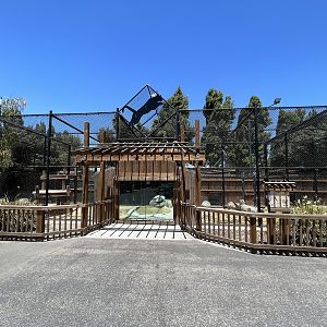 Cougar Exhibit - New