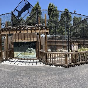 Cougar Exhibit - New